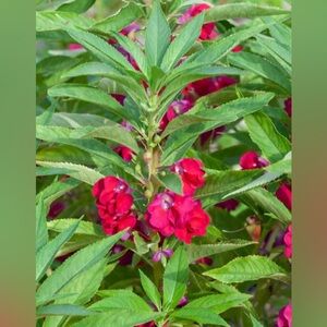 Balsam impatiens Flower Seeds, plant & grow an old fashioned Cottage fave